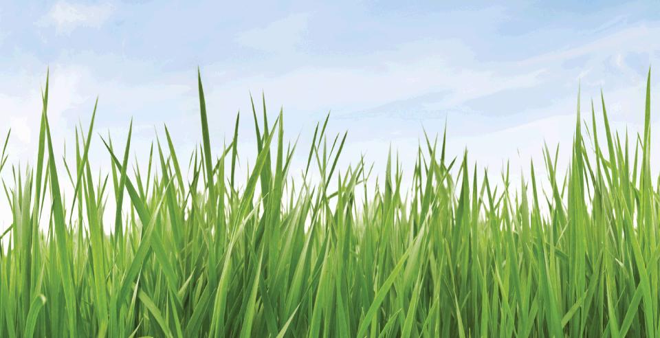 grass-roots-background artikkelbilde
